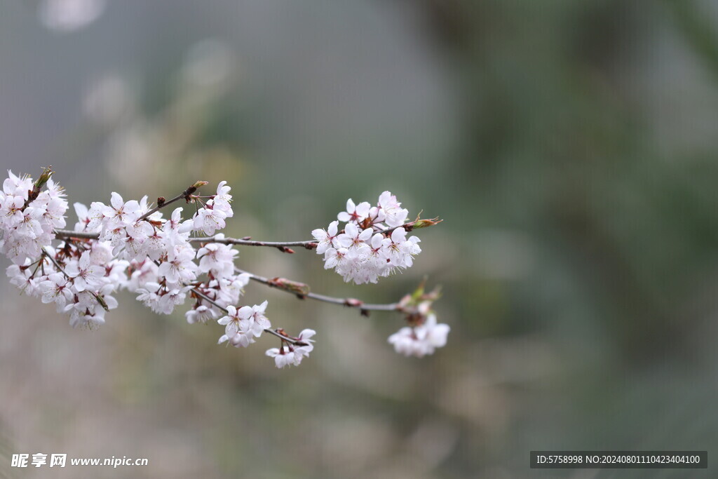 粉红色樱花特写