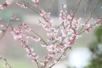 樱花满枝