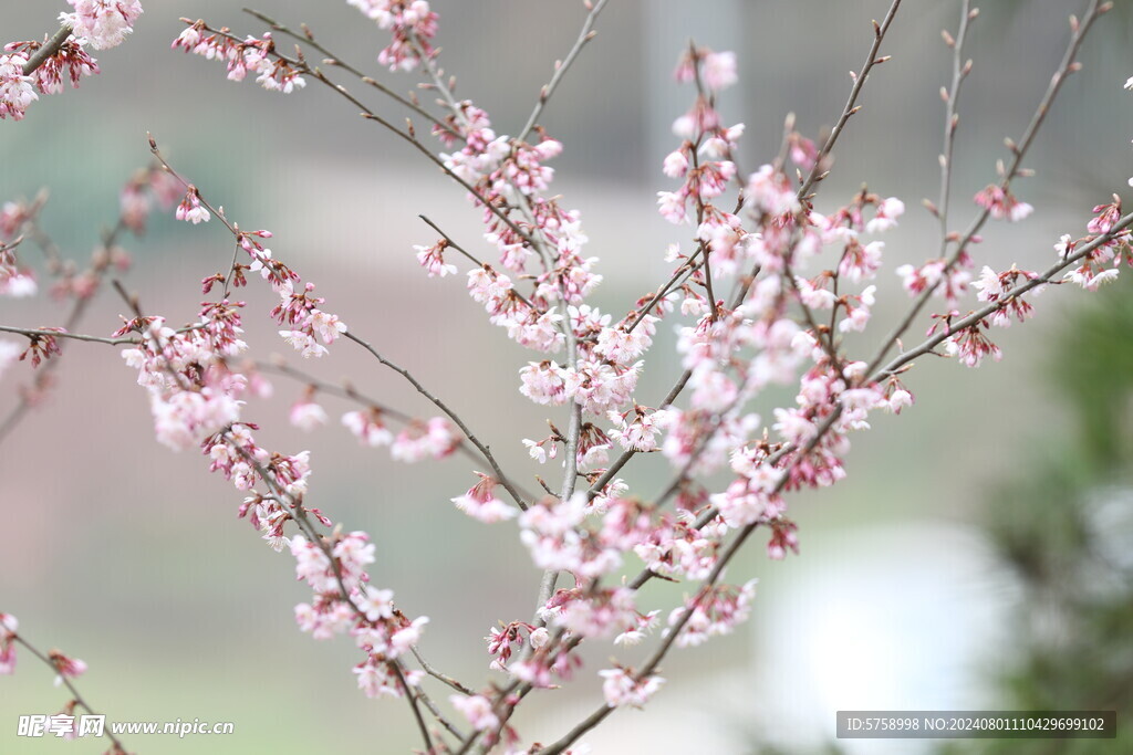 樱花满枝