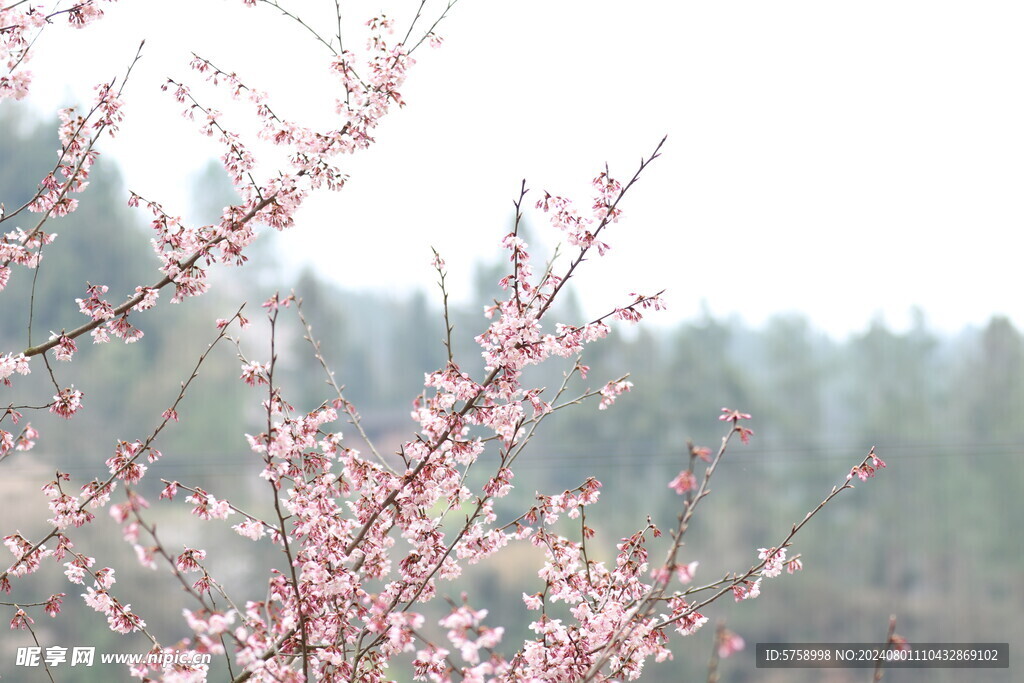  粉色樱花