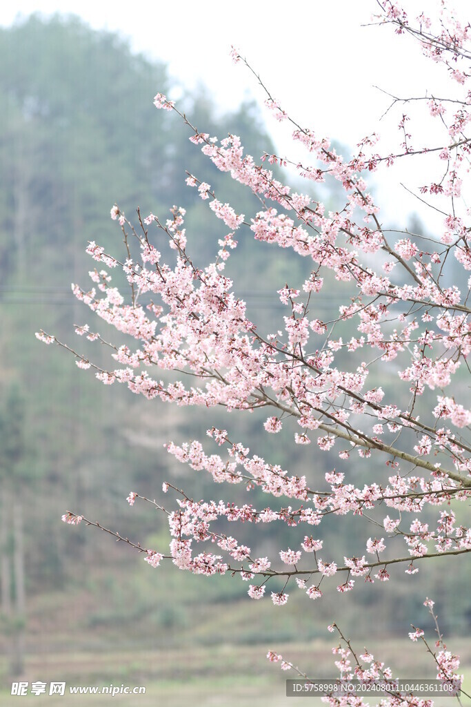 粉红色的樱花