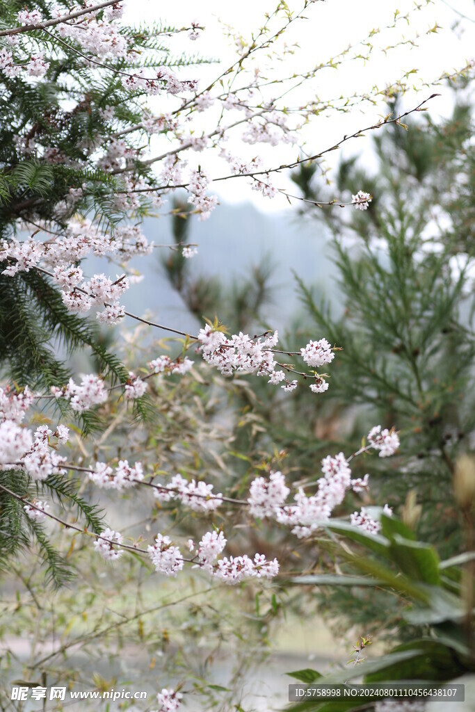 粉红色的樱花