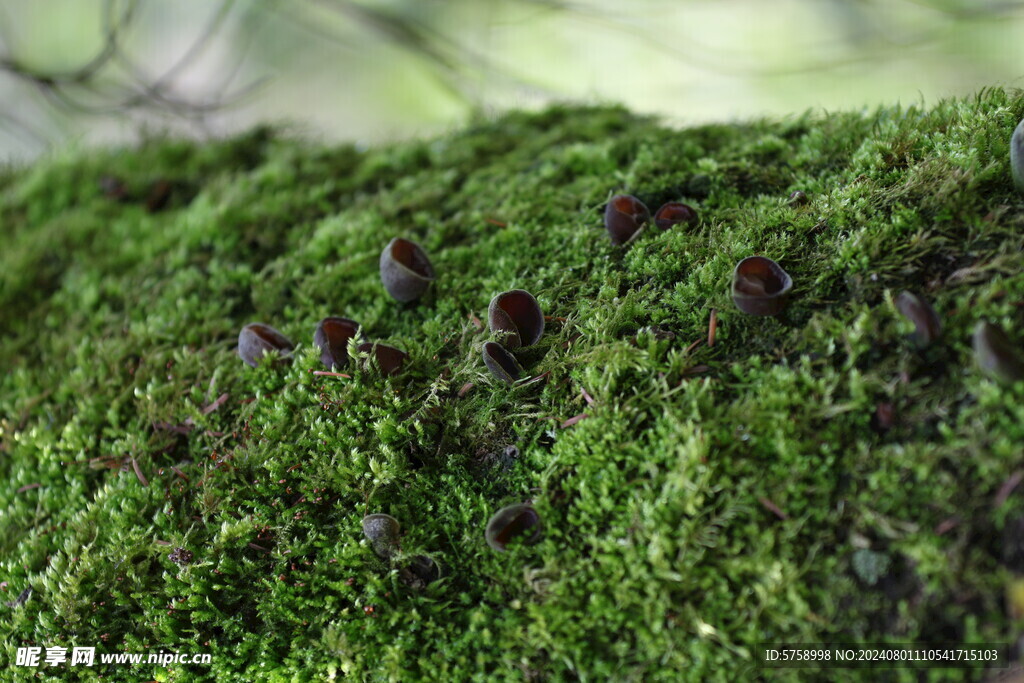 苔藓与野生木耳