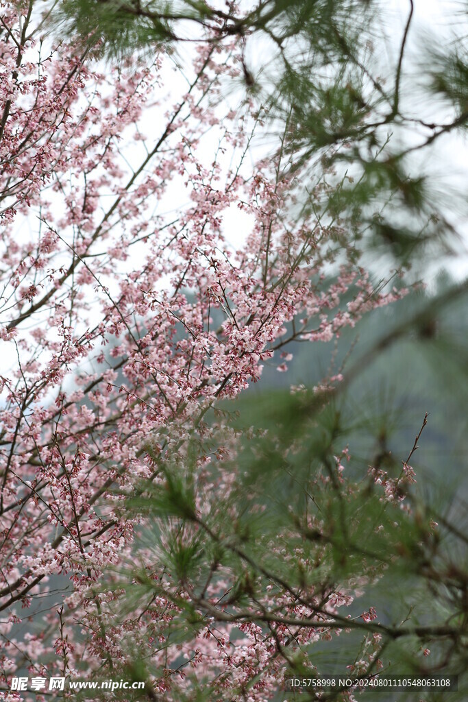 粉红色樱花盛开