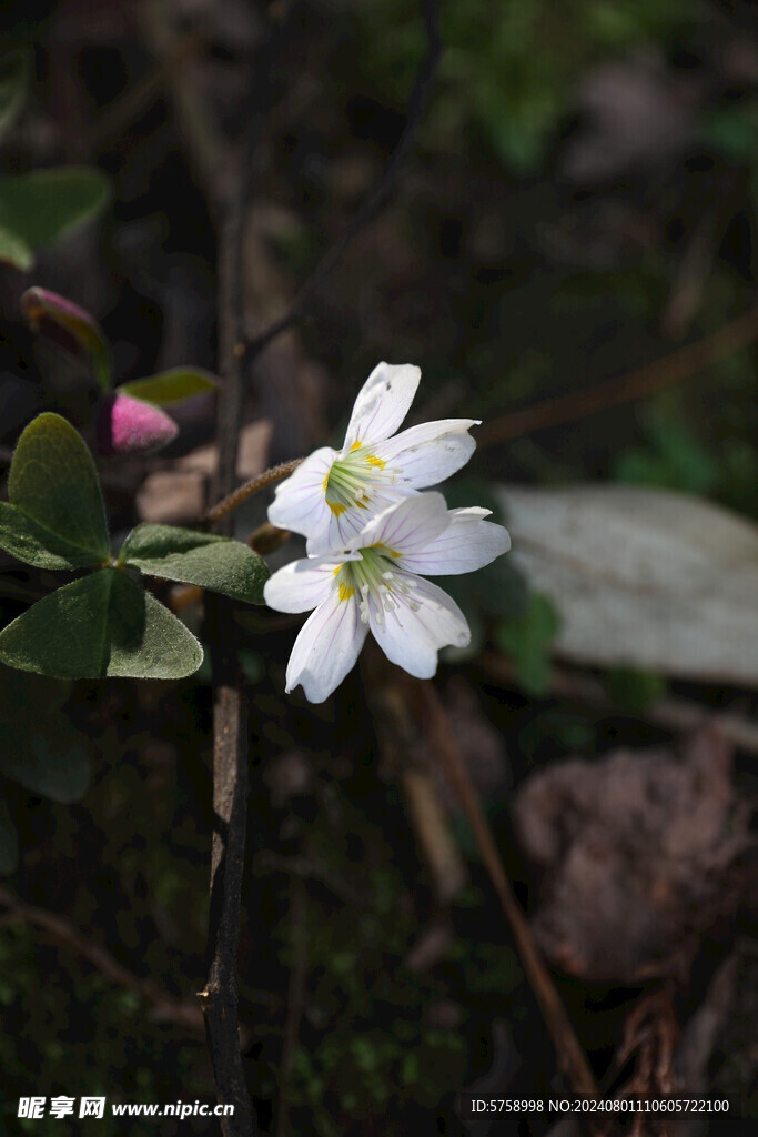 两朵幸运草花花