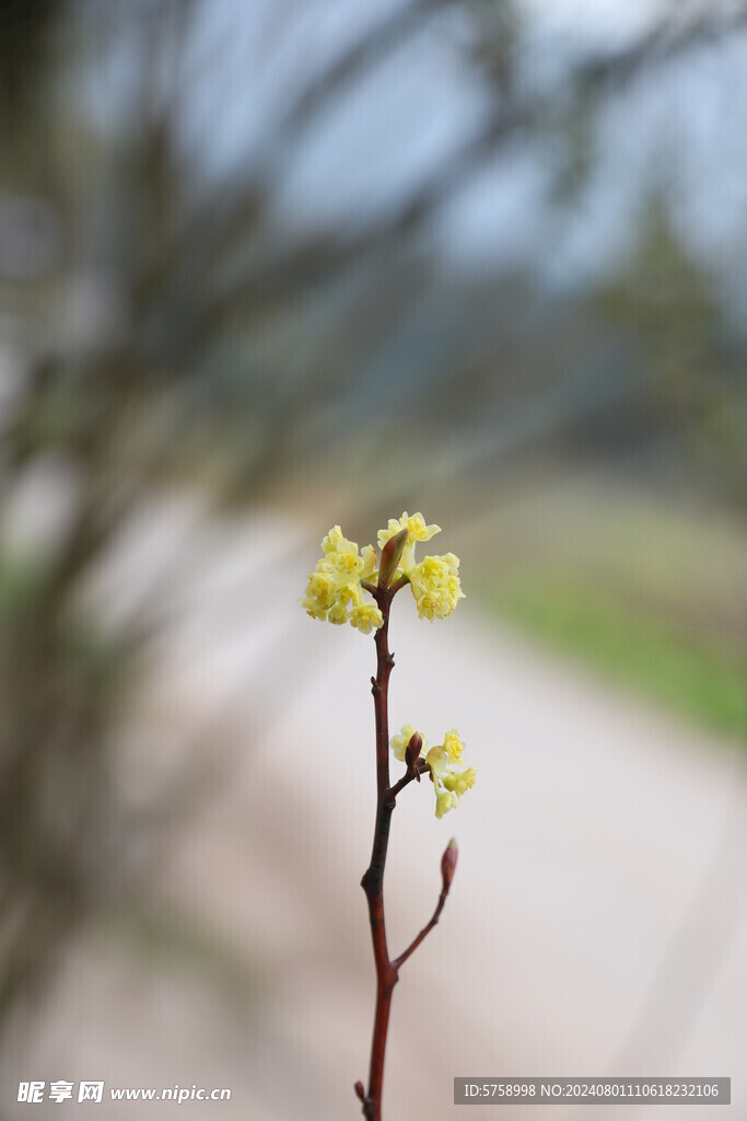 山胡椒花枝