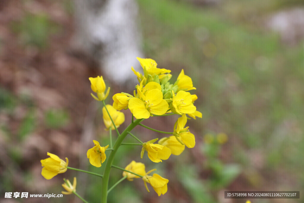 清新白菜花