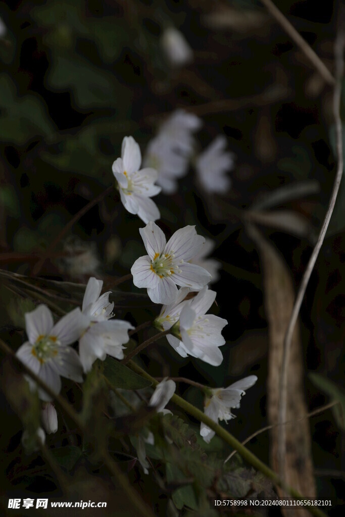 幸运花