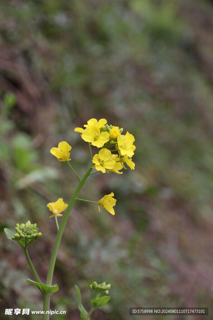 白菜花