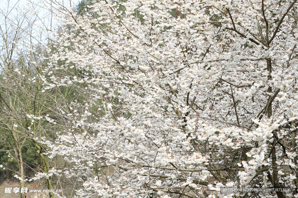 一树樱花