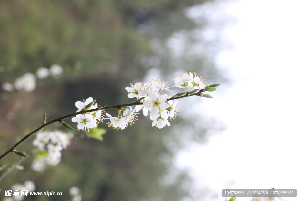 李花枝