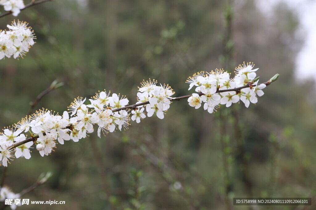 一串李花 