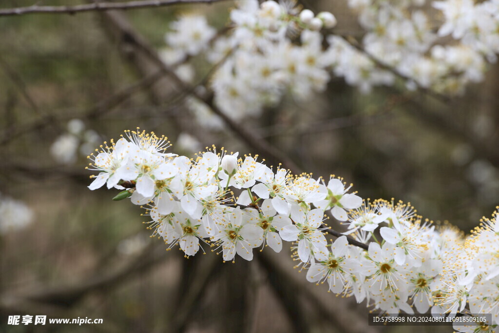 李子花特写