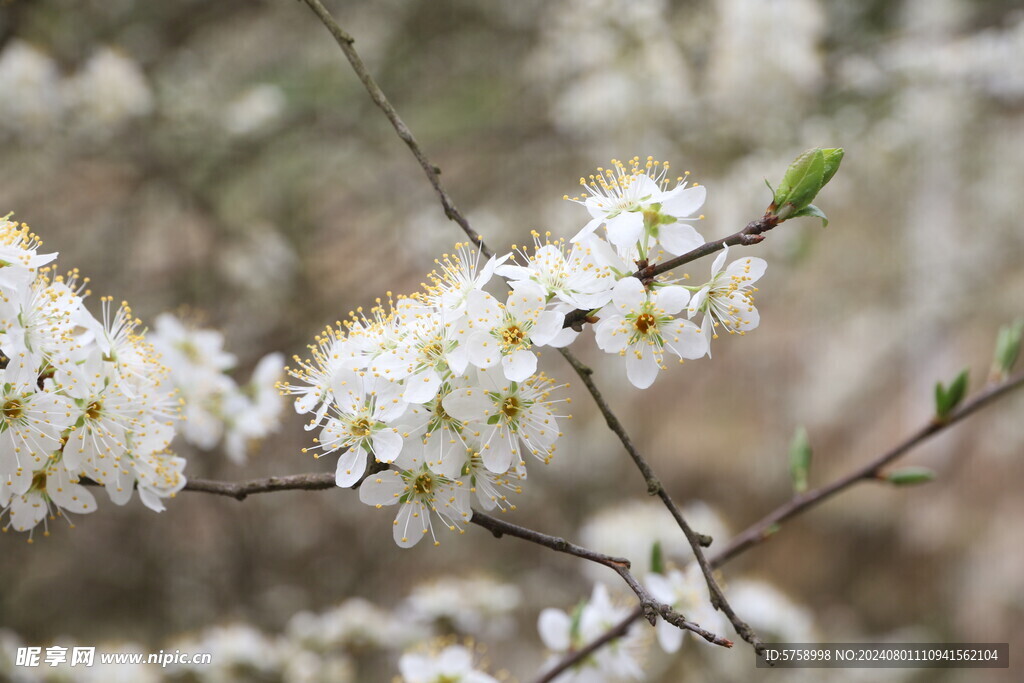 李花盛开