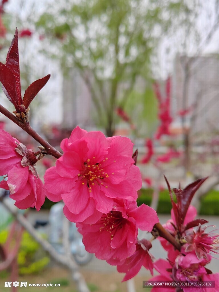 碧桃花