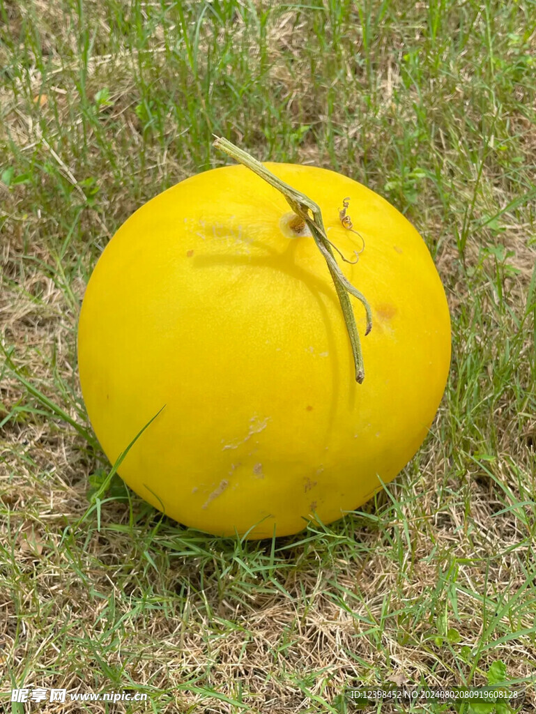 哈密瓜