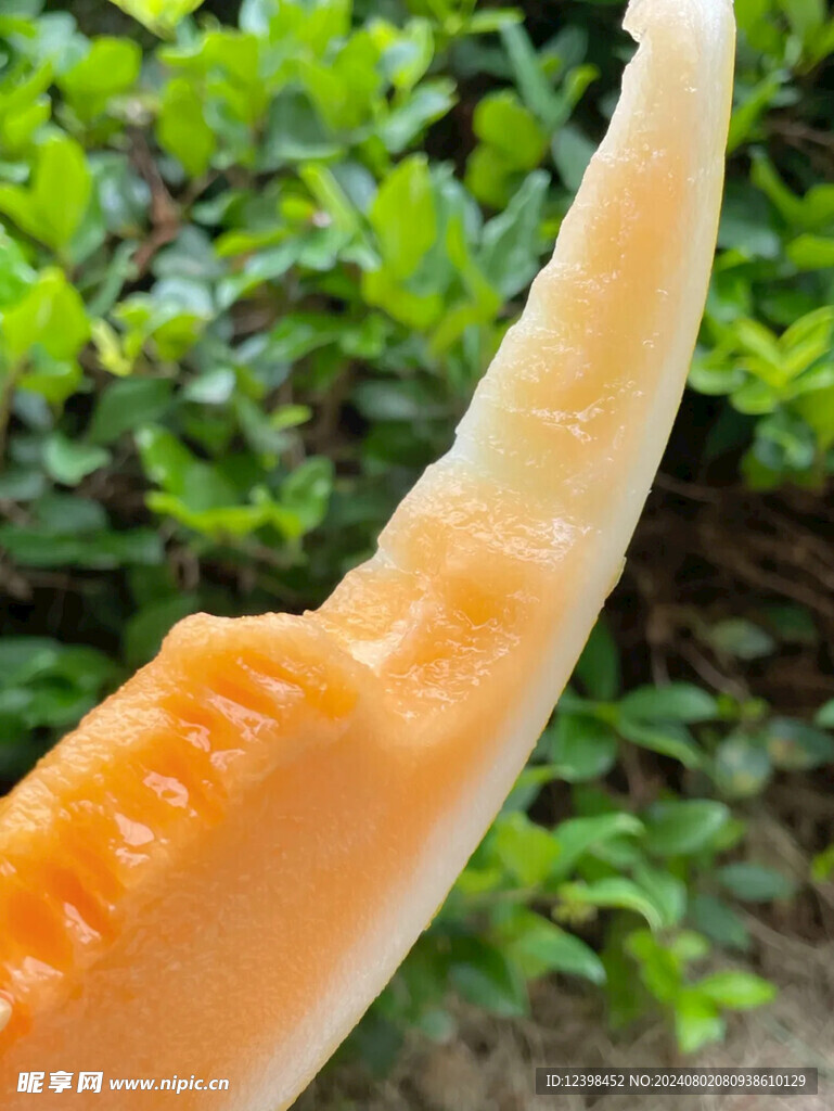 哈密瓜