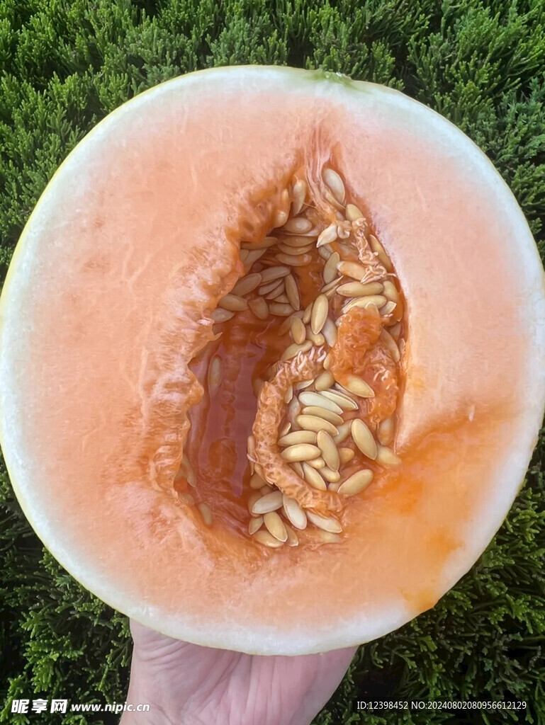 蜜瓜