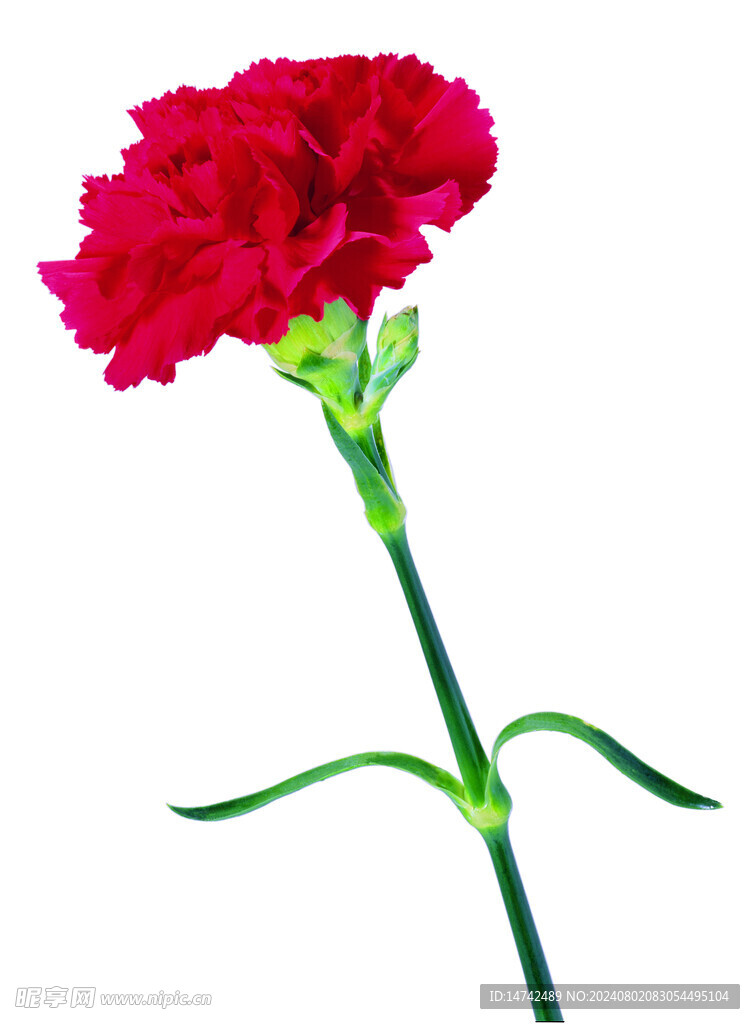 花朵