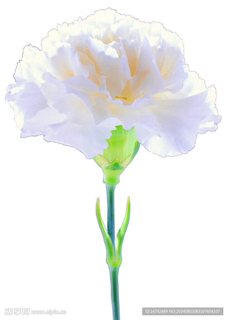 花朵