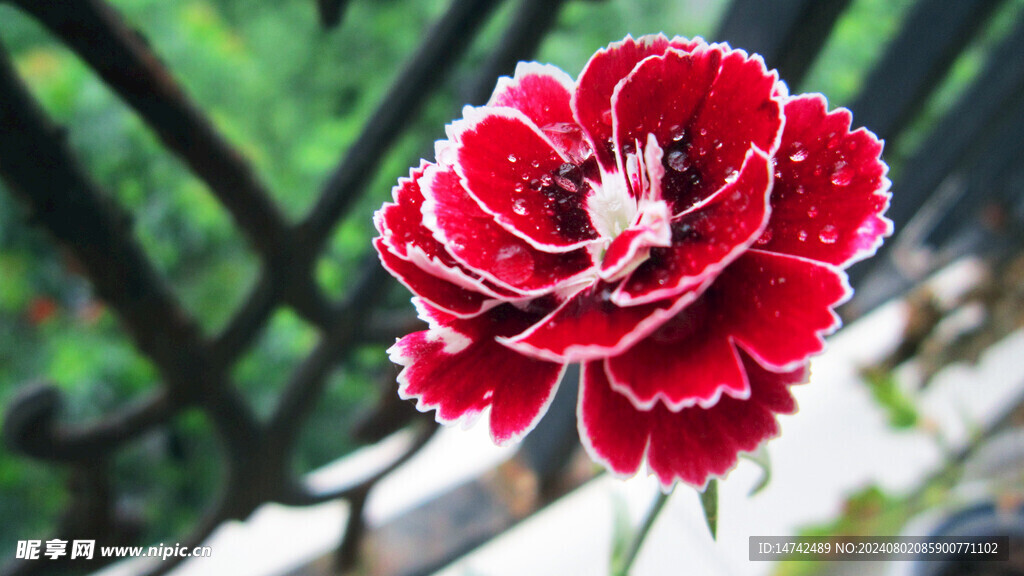 红色花