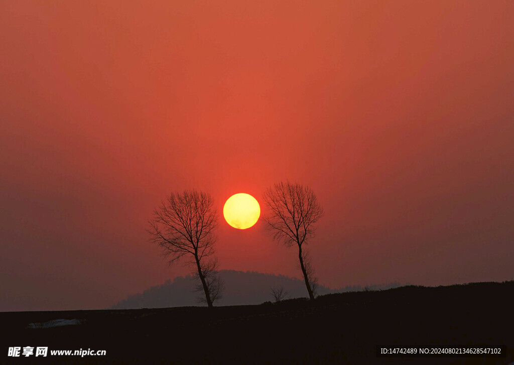 夕阳和树