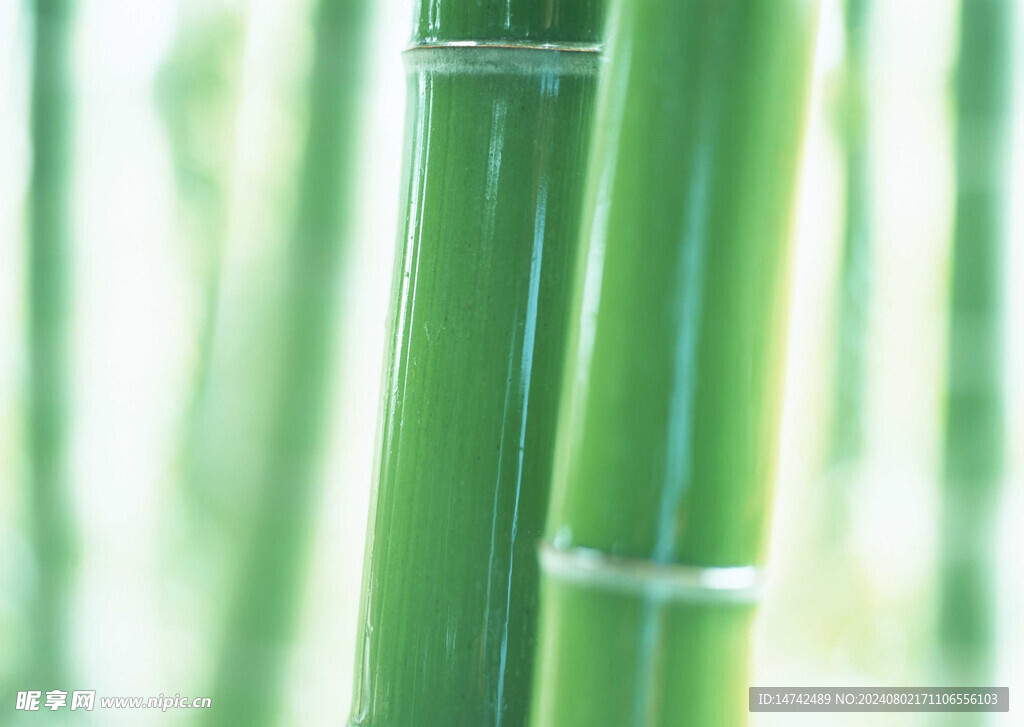 竹林