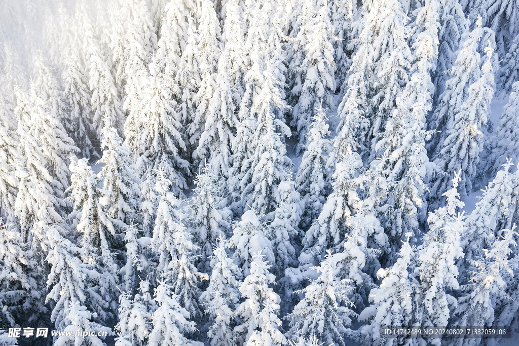 树林雪景