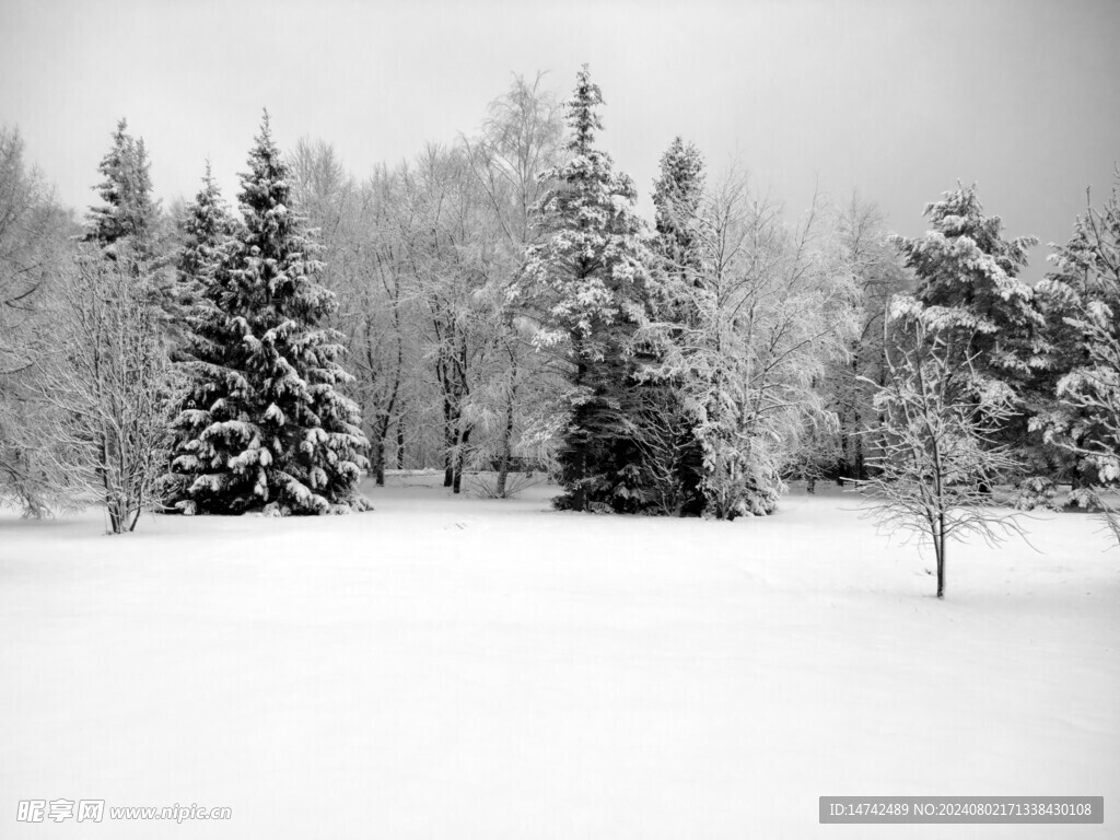 树林雪景
