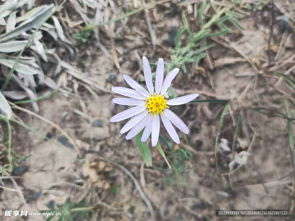 太阳花
