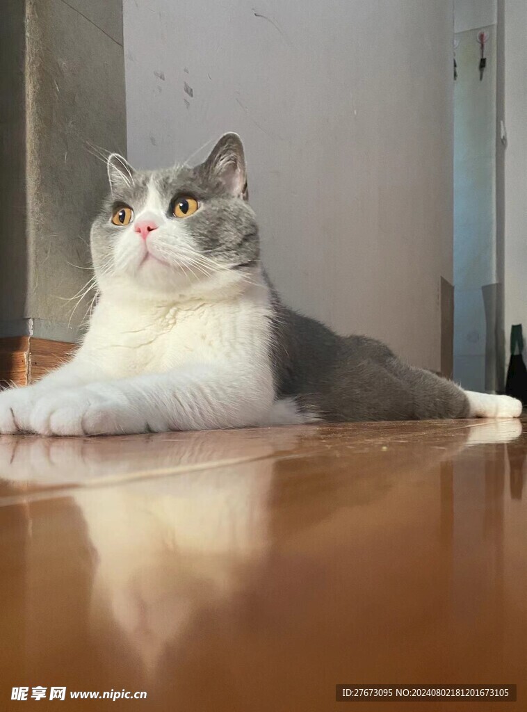 猫