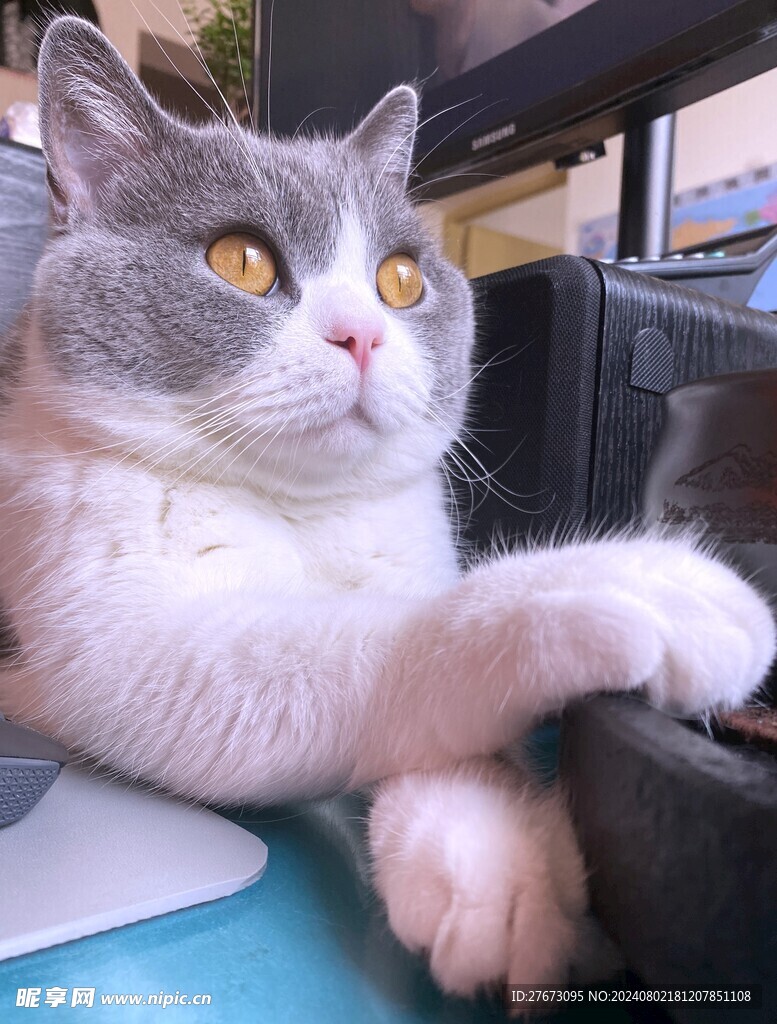 猫