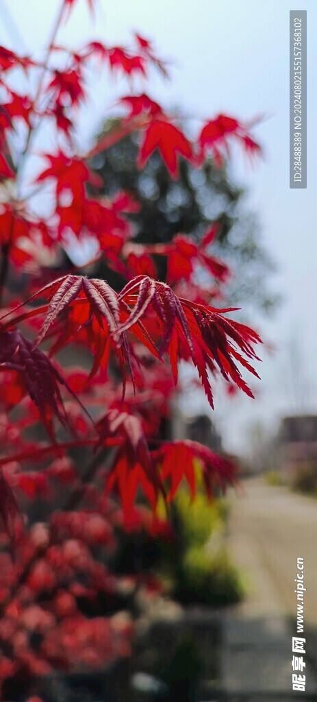 枫叶壁纸