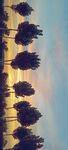 傍晚夕阳