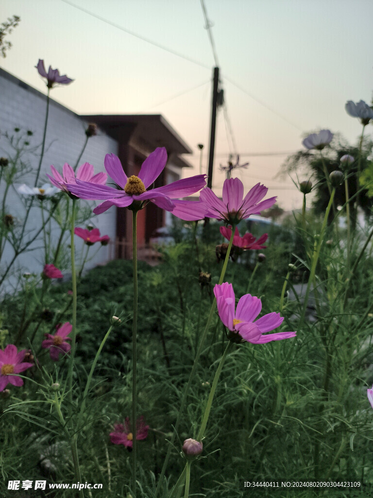 随风飘摇的花