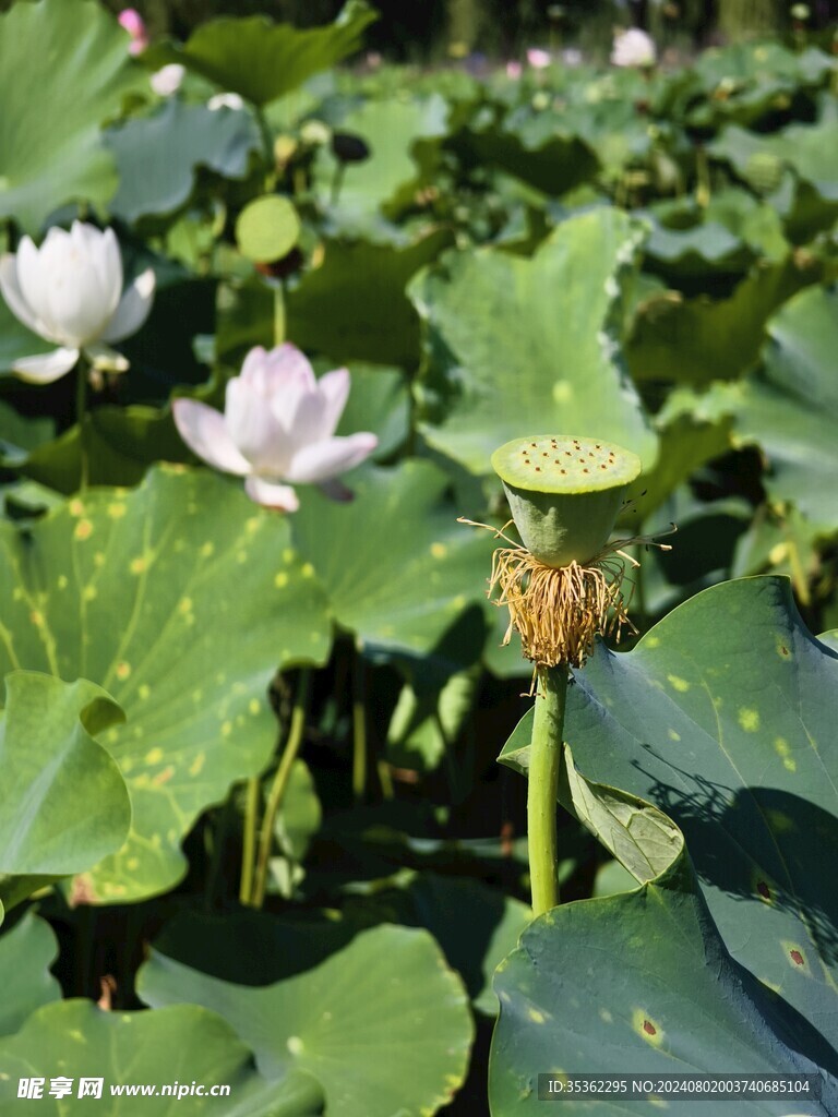 荷花