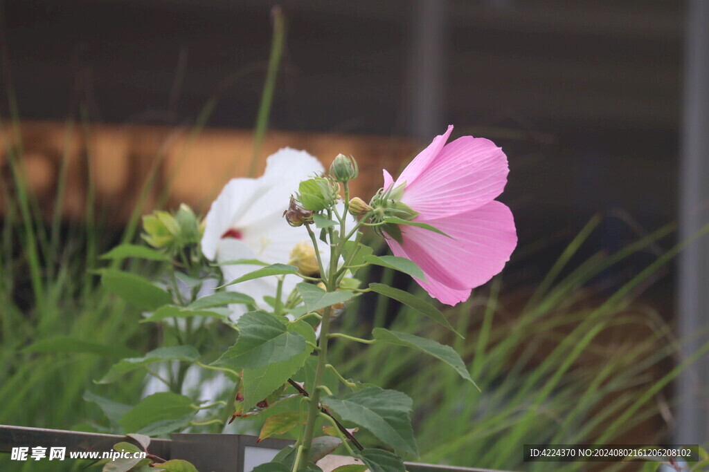 芙蓉葵