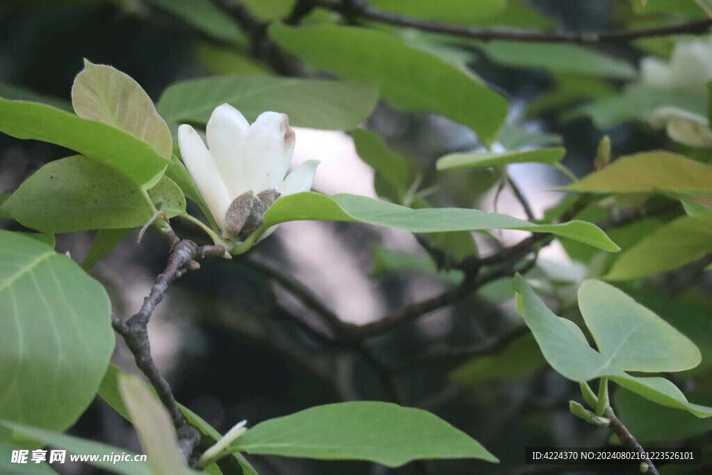 三瓣木兰