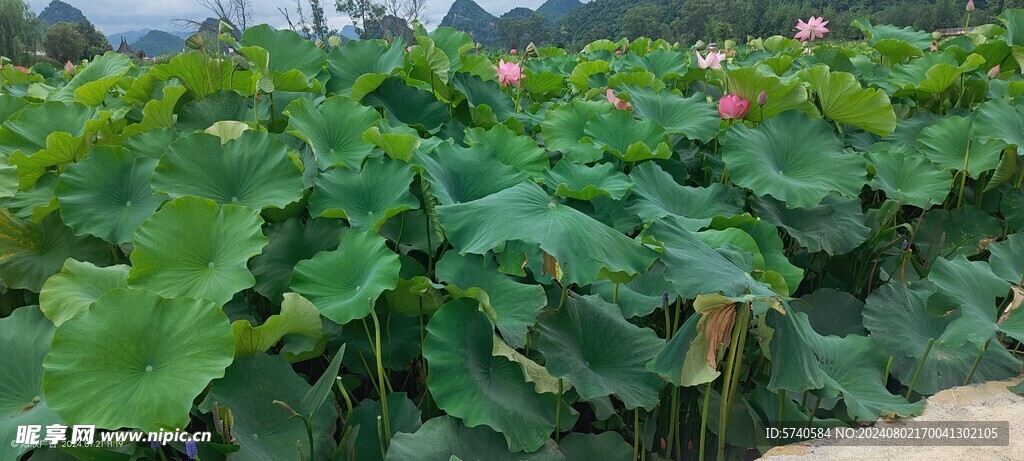 荷花荷塘