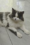 宠物猫