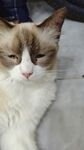 宠物猫