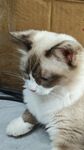 宠物猫