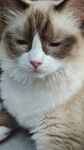宠物猫
