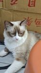 宠物猫