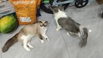 宠物猫