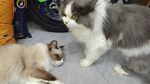 宠物猫