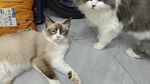 宠物猫