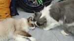 宠物猫