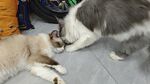 宠物猫