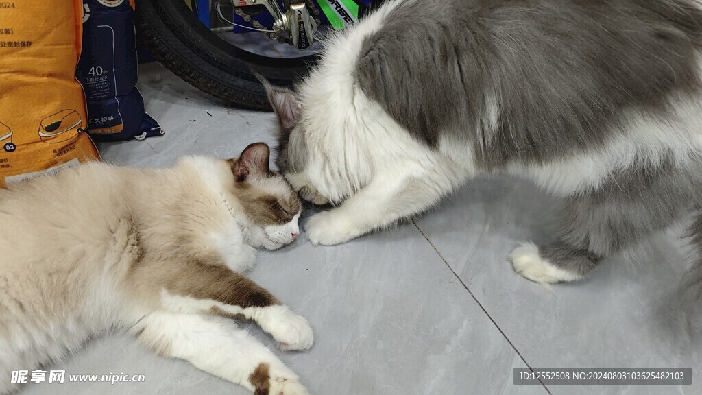 宠物猫